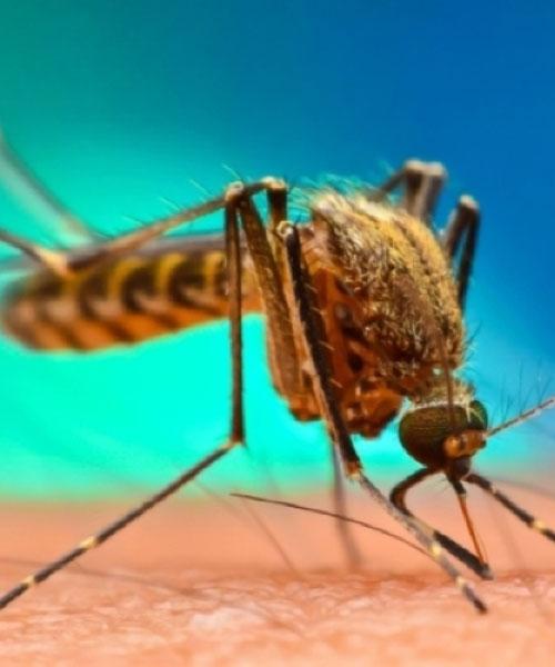 Malaria and Other Mosquito Borne Diseases