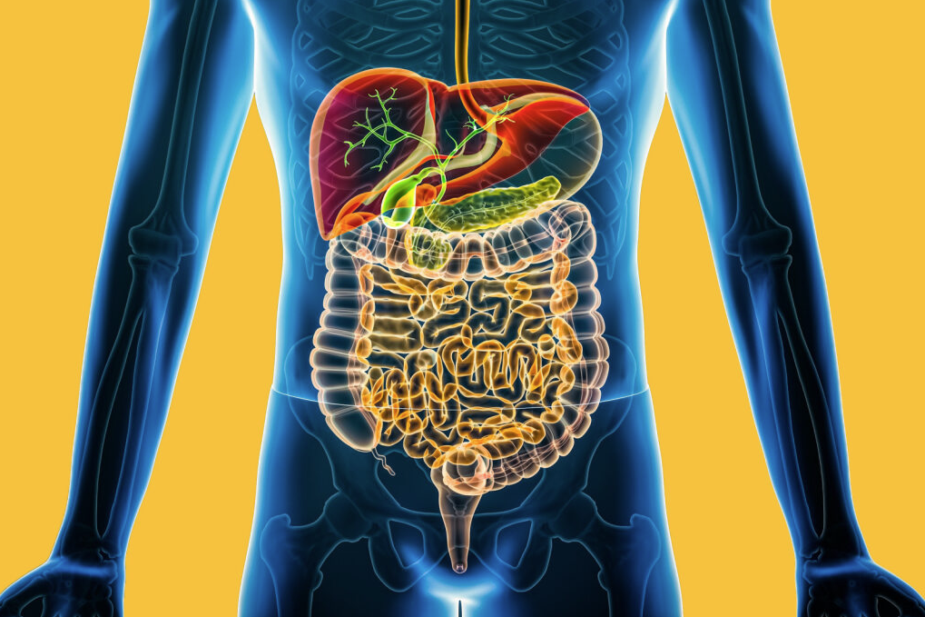 Graphic showing gastro system inside the body