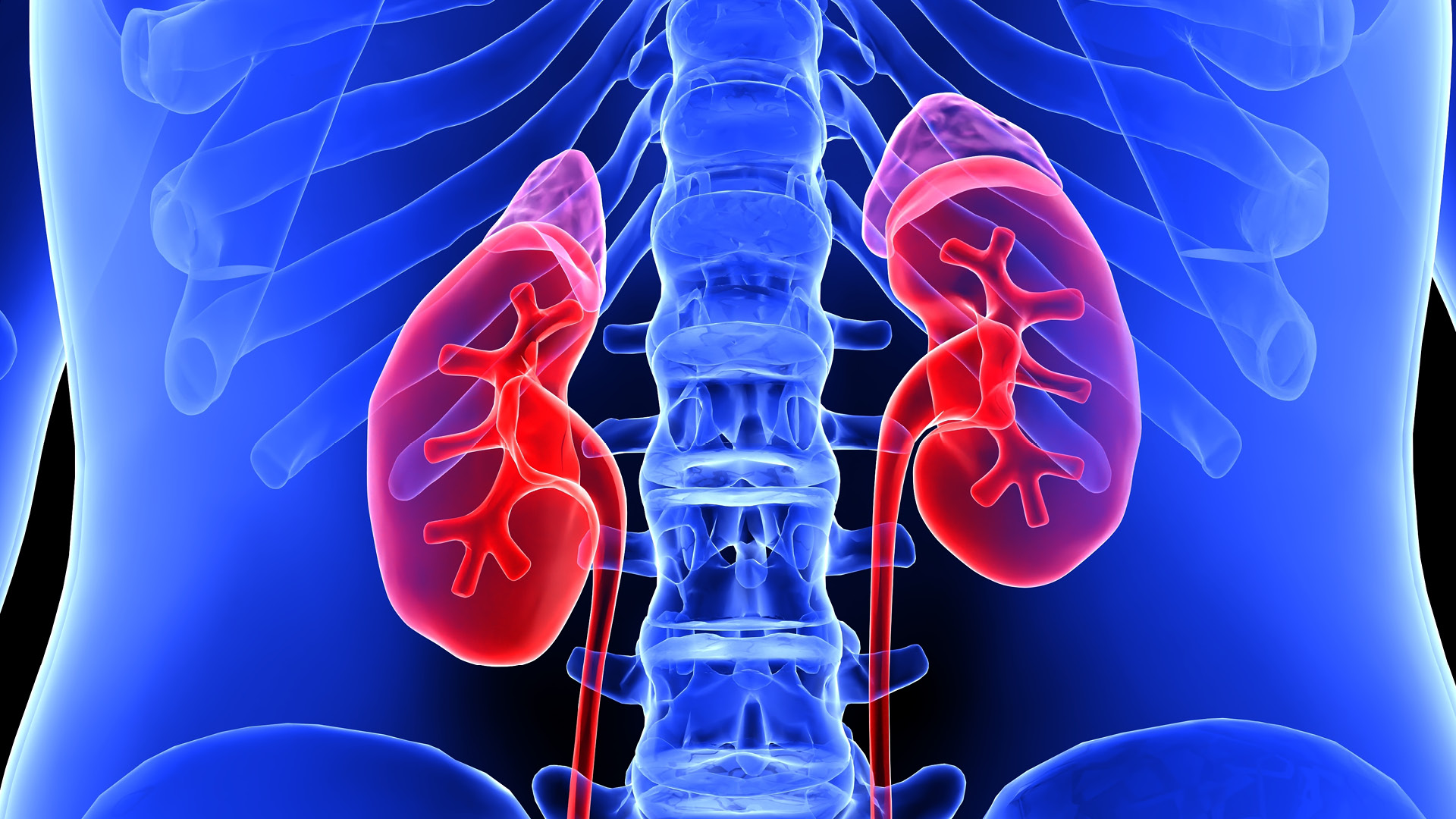 Internal 3D image of kidneys